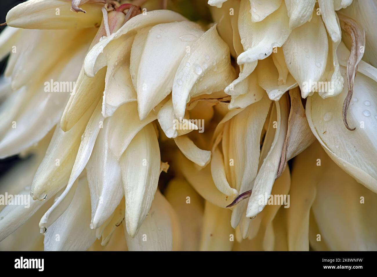 Fleurs de yucca de savon après une courte pluie Banque D'Images