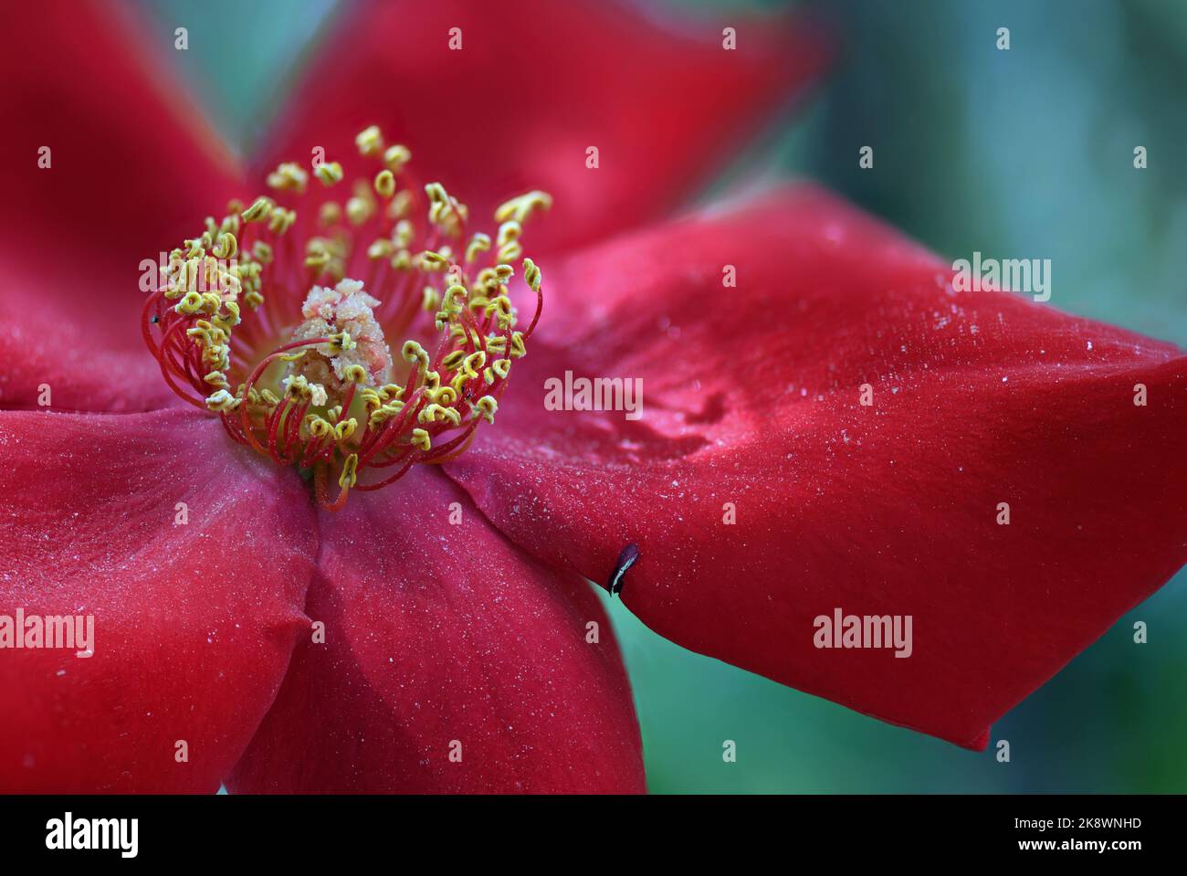 Fleur rose rouge miniature Banque D'Images