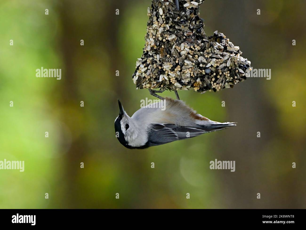 Un oiseau de Nuthatch à poitrine blanche, 'sitta carolinensis', se nourrissant d'un mangeoire suspendue dans les régions rurales du Canada de l'Alberta. Banque D'Images