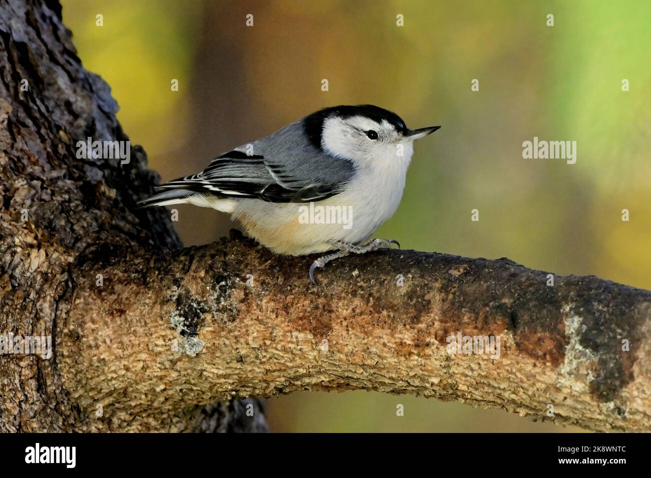 Sitta carolinensis (Sitta carolinensis) à poitrine blanche reposant sur une branche d'épinette. Banque D'Images