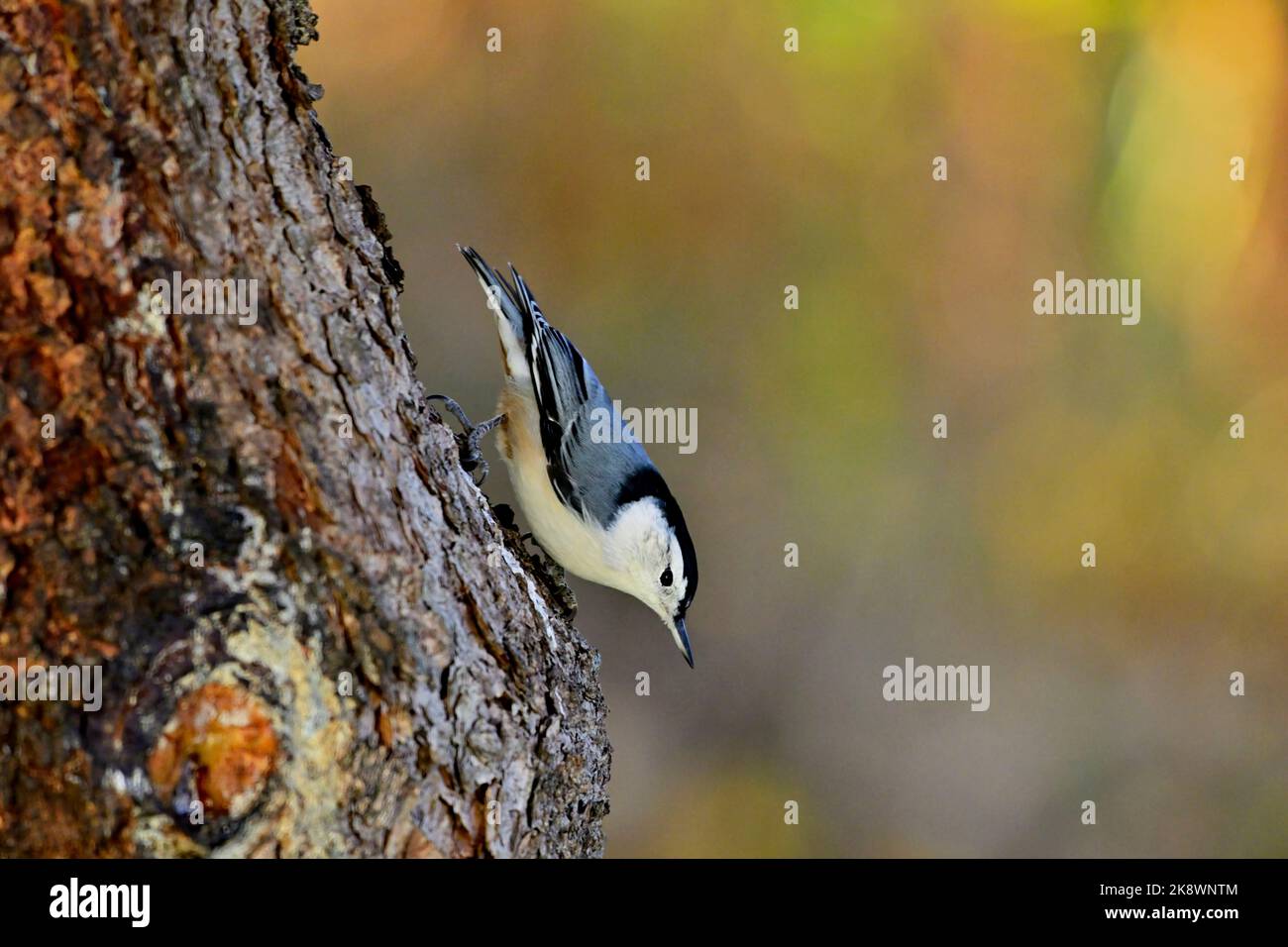Un Nuthatch blanc « Sitta carolinensis », grimpant sur un tronc d'épicéa, Banque D'Images