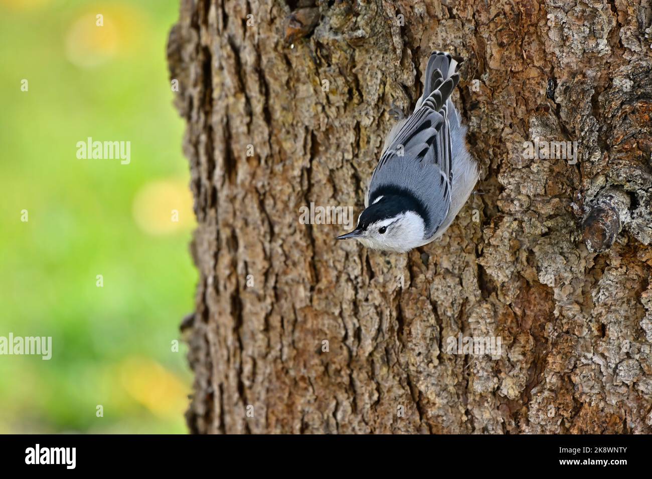 Un Nuthatch blanc « Sitta carolinensis », grimpant sur un tronc d'épicéa, Banque D'Images
