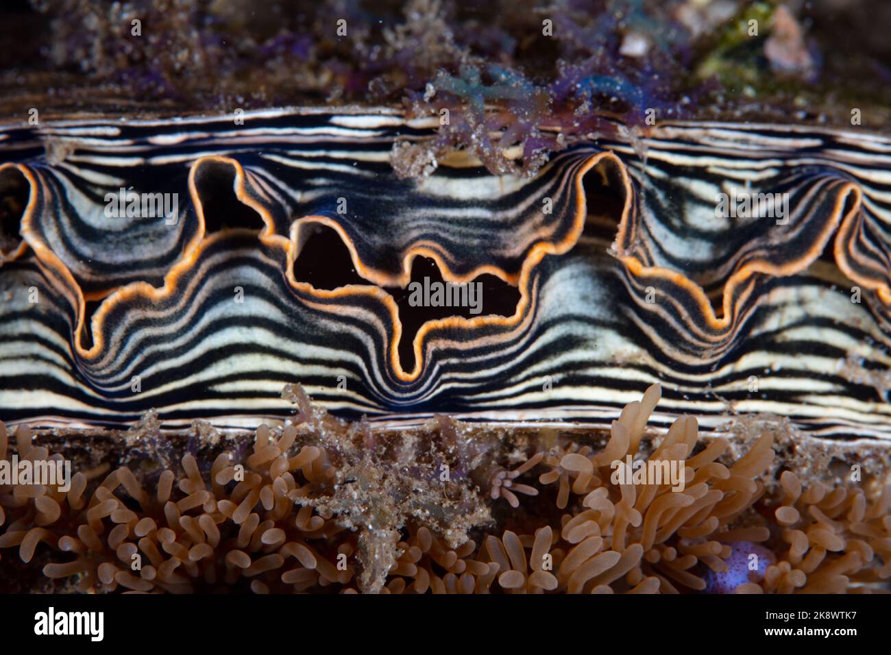 Détail d'une coquille de plume, Atrina pectinata, qui pousse sur un récif de corail en Indonésie. Banque D'Images