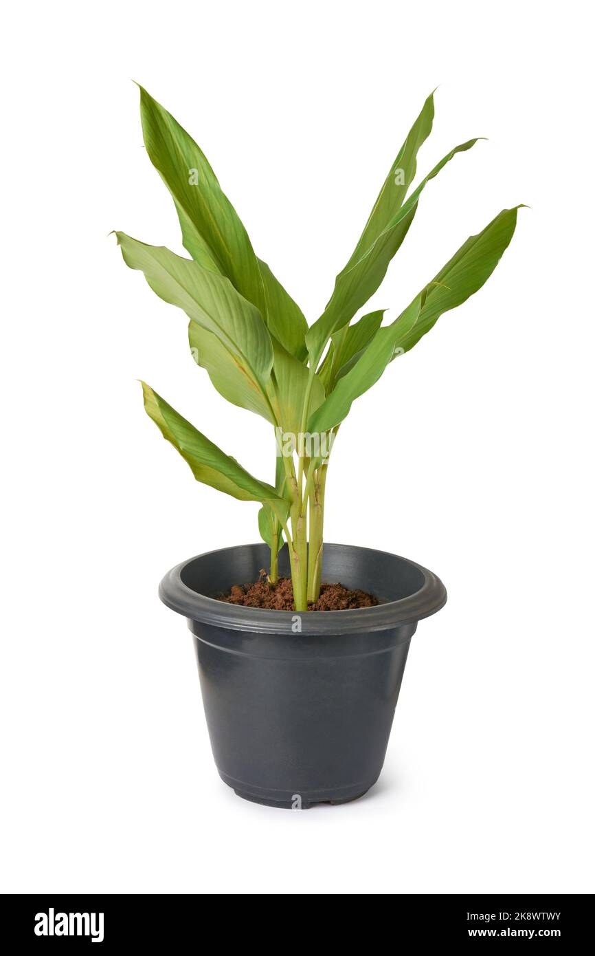 jeune plante curcuma poussant dans un pot noir, curcuma longa, plante médicinale à base de plantes isolées sur fond blanc Banque D'Images