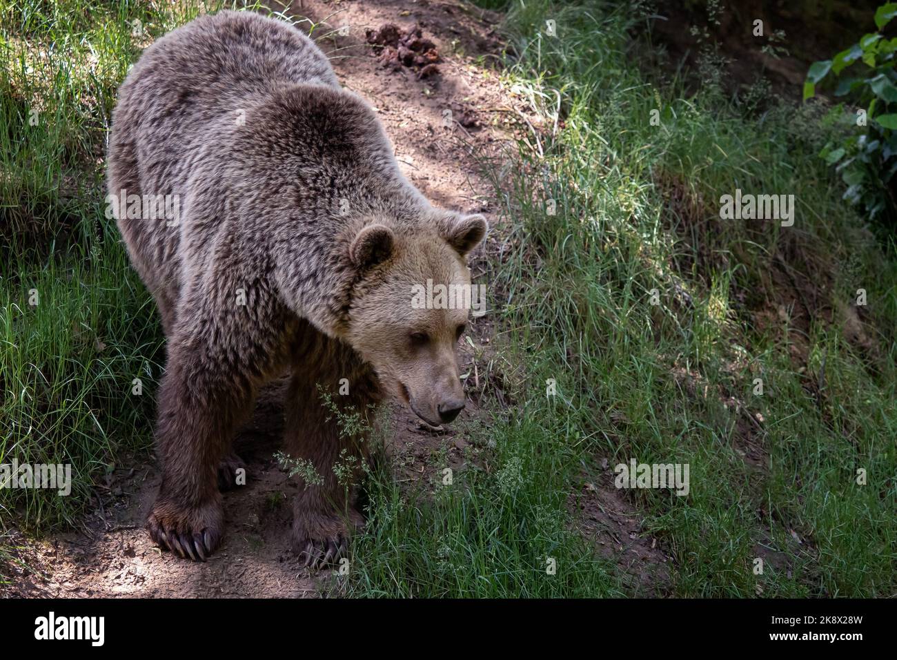 Ours brun (Ursus arctos) dans la forêt Banque D'Images