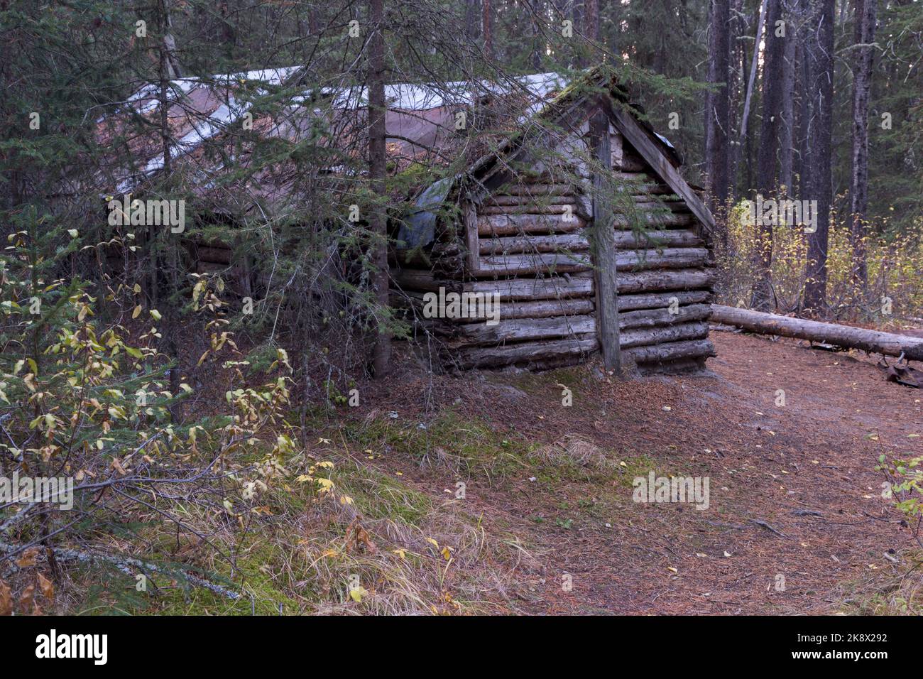 L'ermite d'Inglismaldie, primitive secrète Old Heritage Wood Log Cabin pourrissent dans Wilderness Forest. Parc national Banff Alberta Canada Banque D'Images