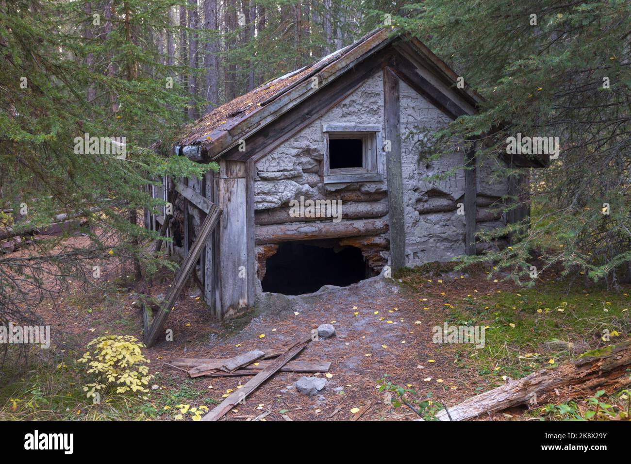 L'ermite d'Inglismaldie, primitive secrète Old Heritage en ruine de cabane en rondins de bois pourrissant dans la forêt sauvage, parc national Banff Alberta Canada Banque D'Images