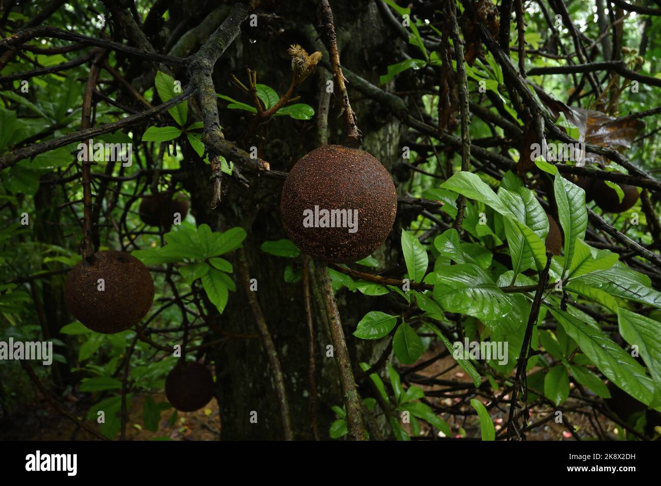 Gros plan de grands arbres de cannonball (Couroupita guianensis) fruits avec des feuilles et des branches vertes fraîches sur le tronc Banque D'Images