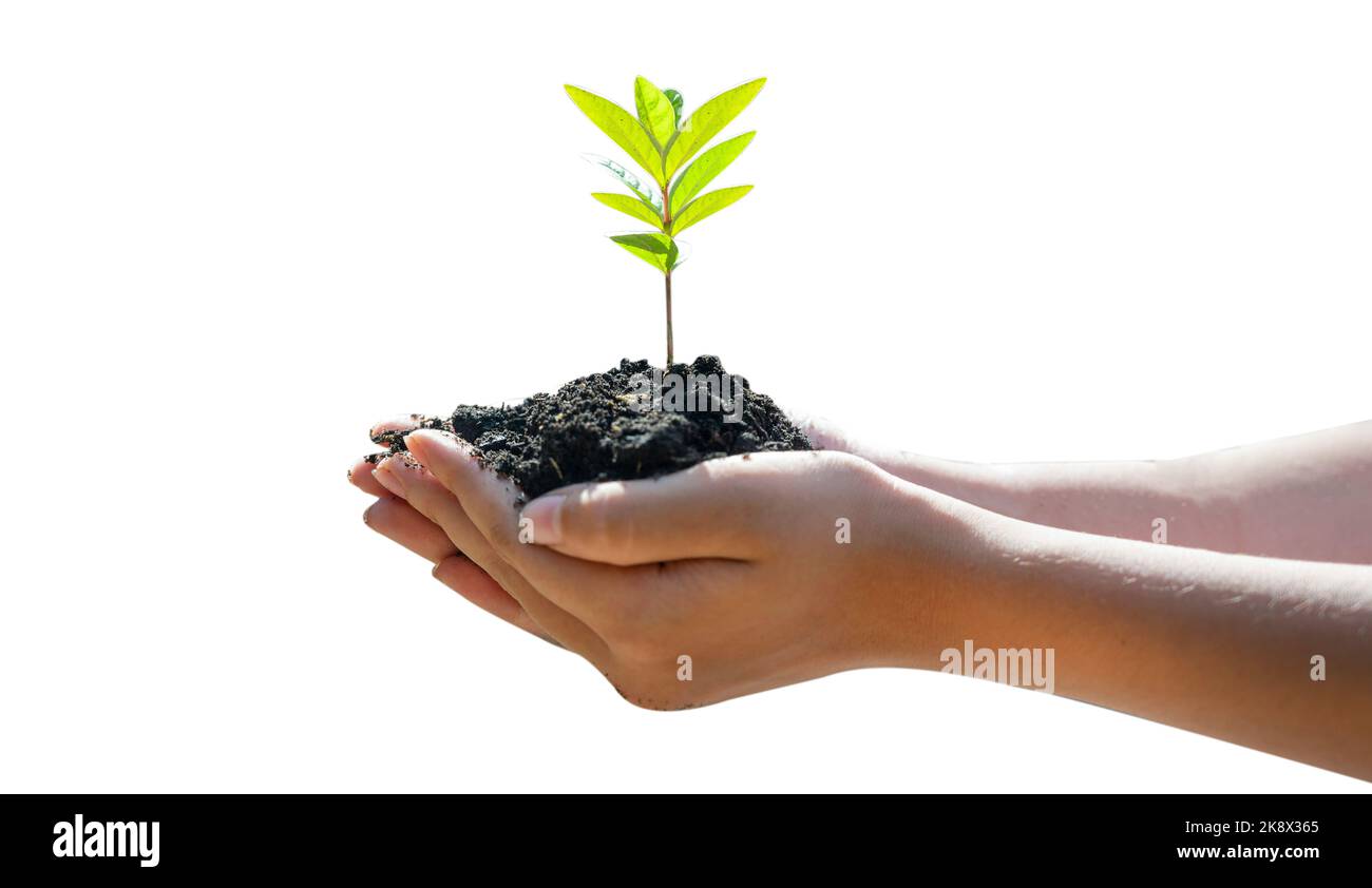 Environnement Journée de la Terre entre les mains des arbres qui cultivent des semis. Banque D'Images