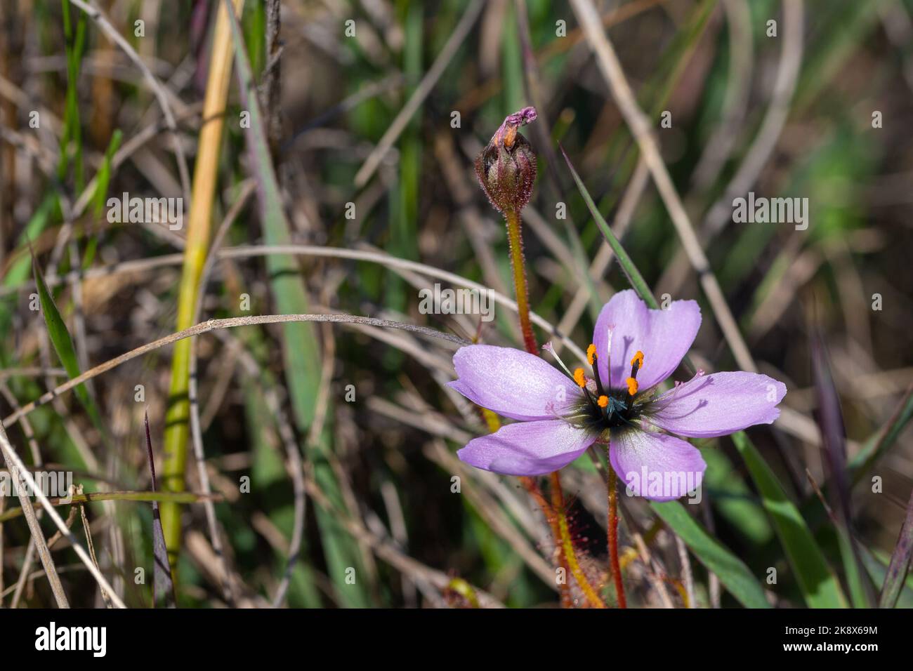 Fleur rose de Drosera cistiflora, prise du côté, dans l'habitat naturel , plantes carnivores, endémique au Cap occidental de l'Afrique du Sud Banque D'Images