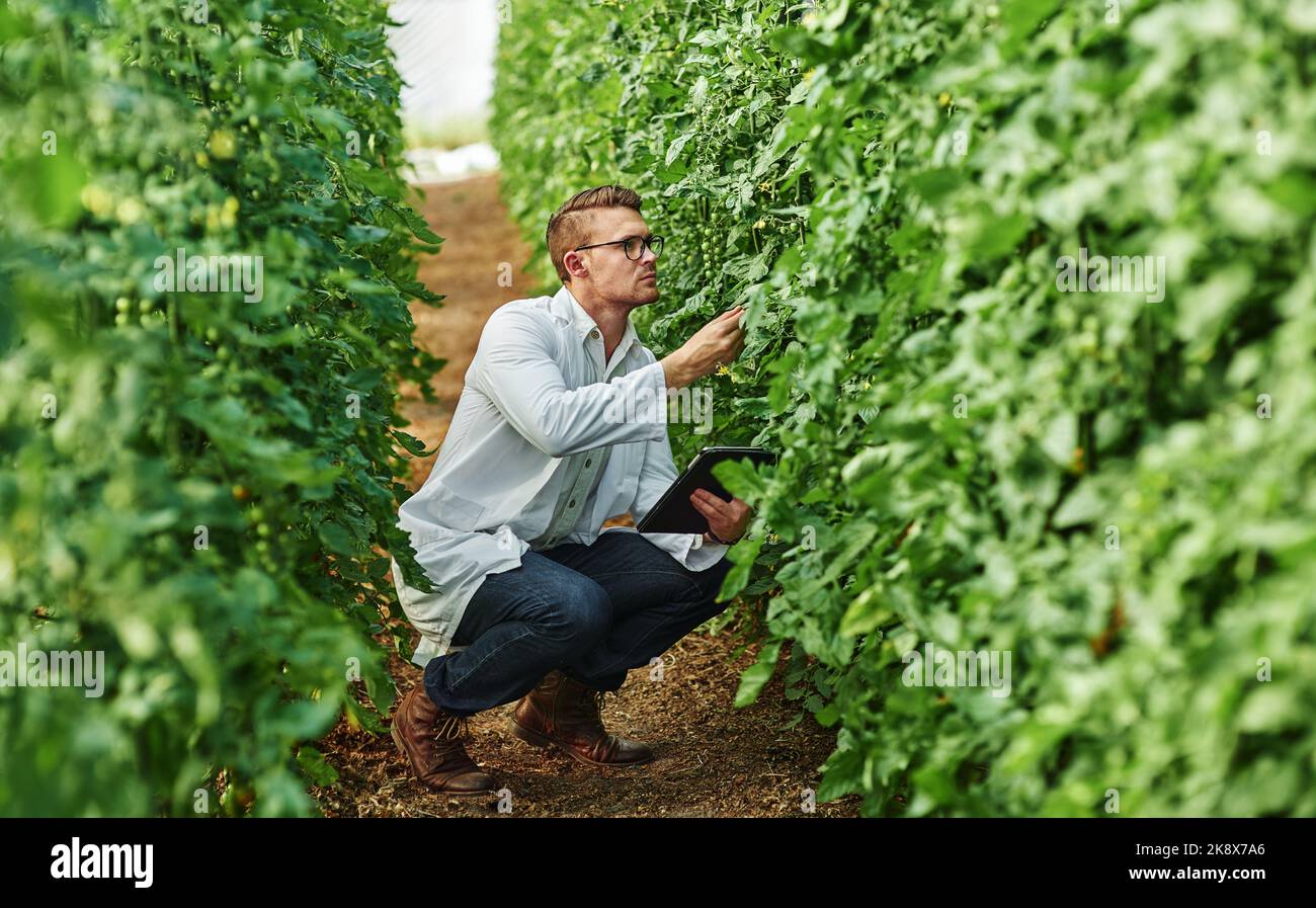 Les plantes sont vraiment des organismes fascinants. Prise de vue en longueur d'un jeune scientifique à l'aide d'une tablette numérique tout en étudiant des plantes et des cultures à l'extérieur sur un Banque D'Images
