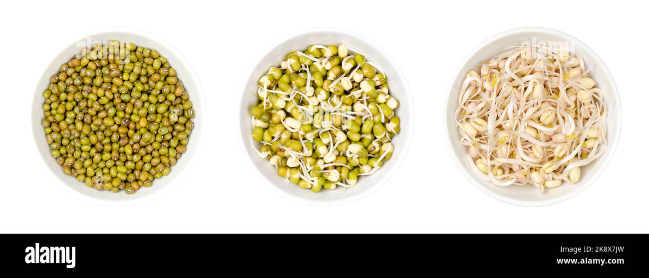 Haricots mung, séchés, germés, et pousses de haricots mung, dans des bols blancs, isolés, du dessus, sur blanc. Un légume, cultivé par la germination de Vigna radiata. Banque D'Images