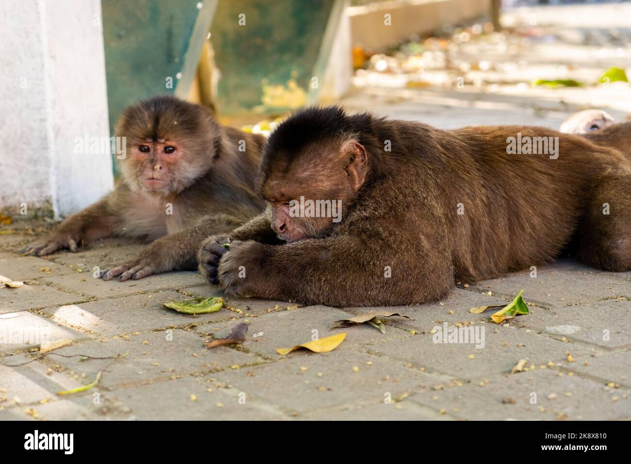 Une femelle et un mâle capuchin singes qui ont l'air inquiets Banque D'Images