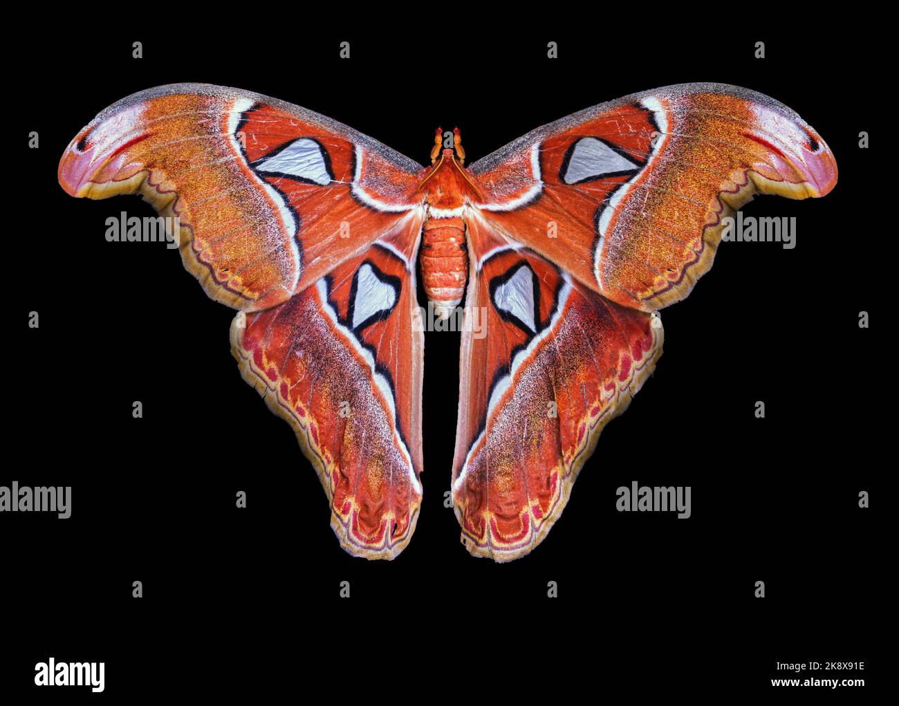 Atlas Moth, un spécimen vivant en Asie du Sud-est, Iloilo, Philippines. Arrière-plan noir. Haut niveau de détail d'un grand Atlas d'Atacus femelle. Banque D'Images