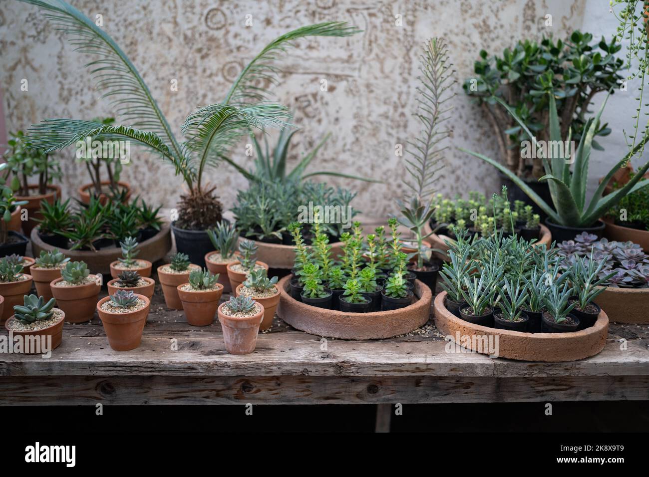 Magasin d'usine confortable avec pots de jardinières sur une vitrine en bois. Maison studio de design floral. Petite entreprise. Banque D'Images