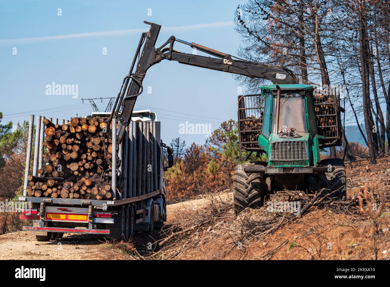Forêt brûlée avec troncs de chargement de camions Banque D'Images