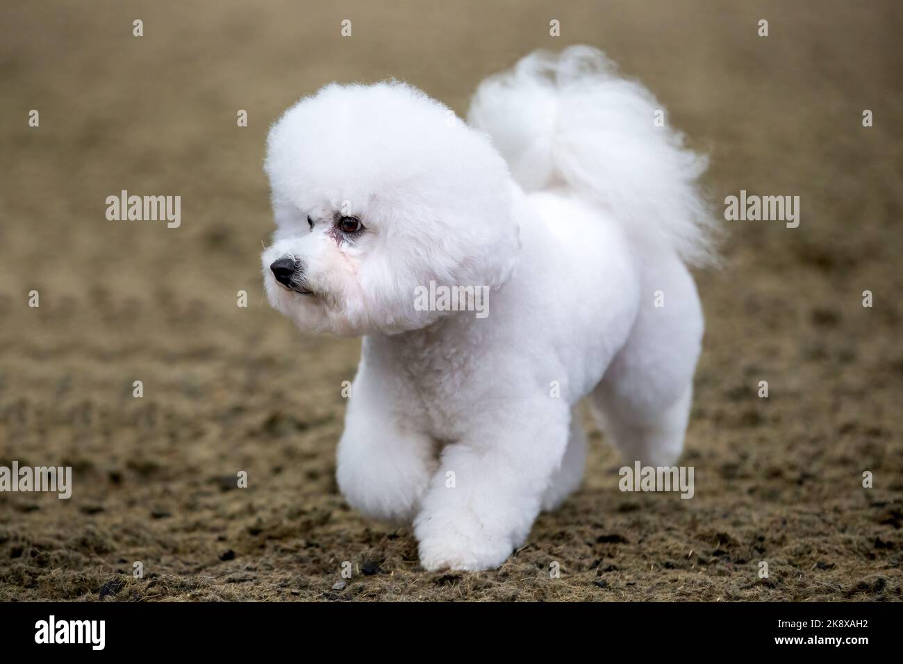 Chien frison blanc et moelleux Bichon Banque D'Images