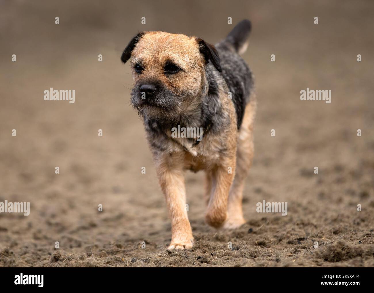 Chien mignon Border Terrier Banque D'Images