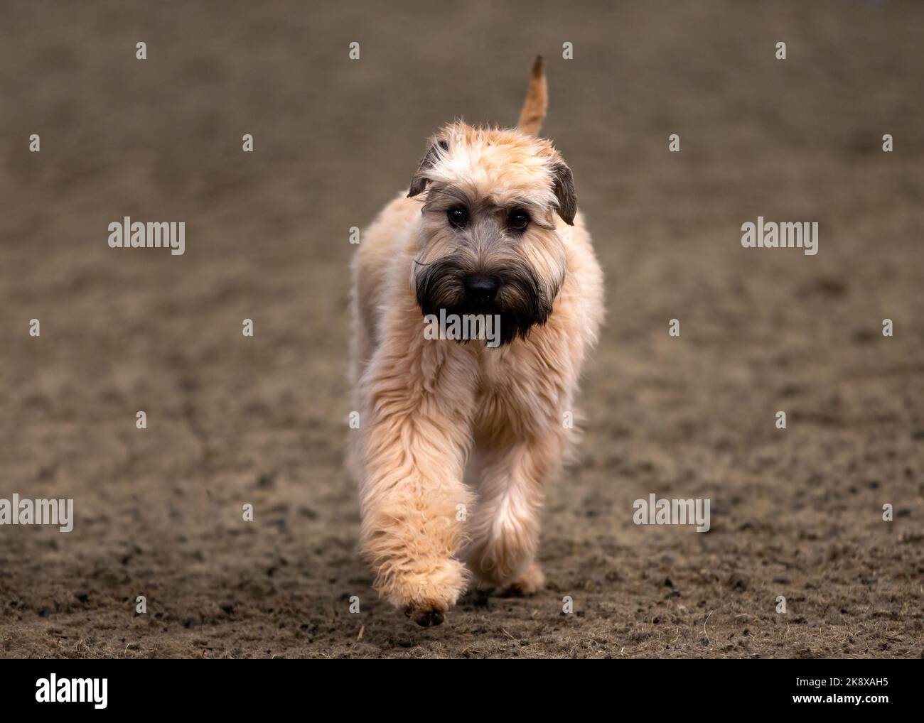 Chien de terrier irlandais à revêtement doux Banque D'Images