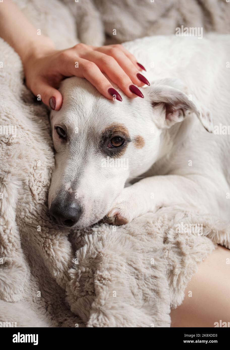 Femme main touchant un mignon chien de jack décontracté russell. L'atmosphère du confort de la maison. Terrier posé sur la couverture grise. Banque D'Images