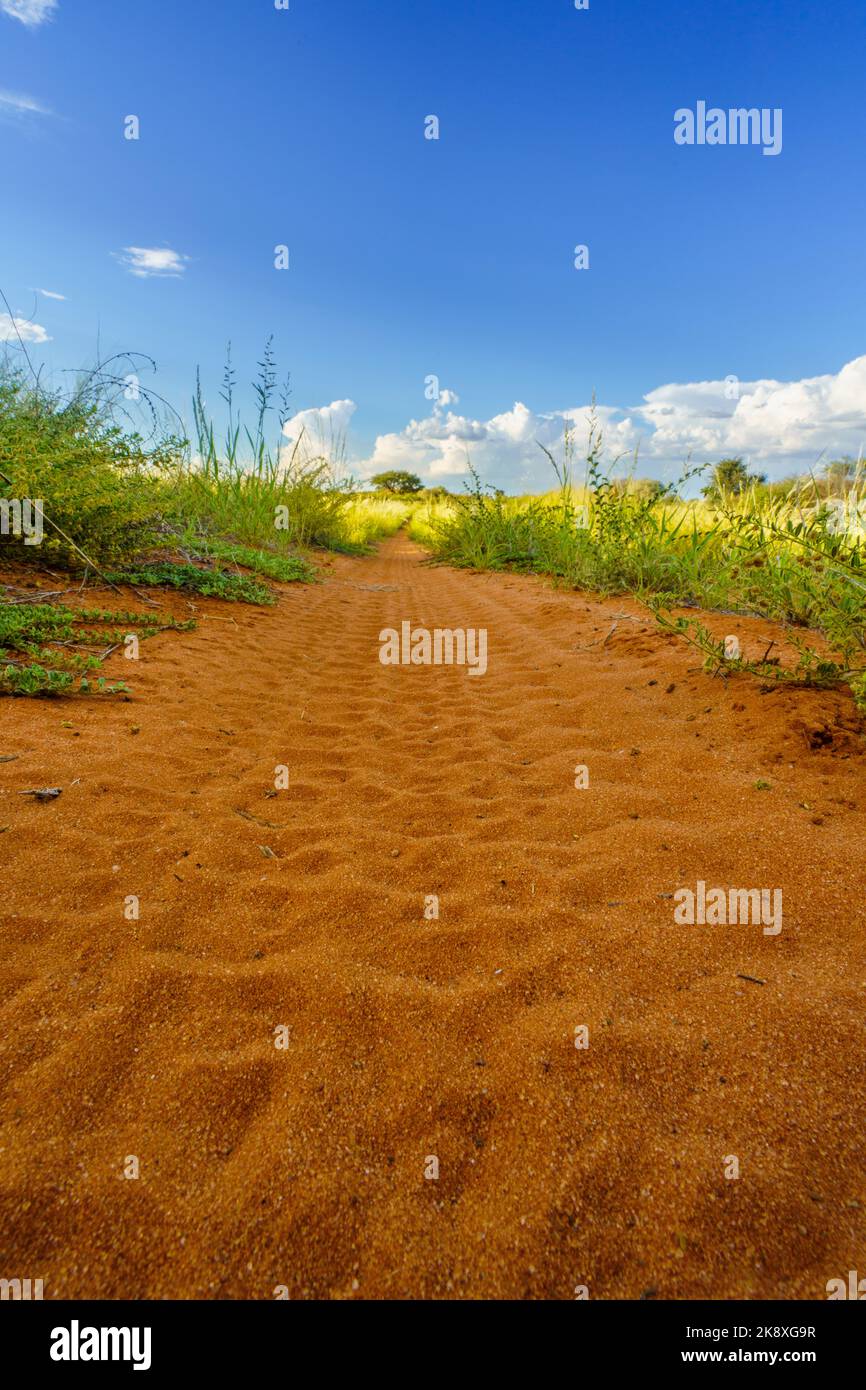 Grand paysage du désert de Kalahari avec distance menant route de terre, nuages dans le ciel bleu. Kalahari, Afrique du Sud Banque D'Images