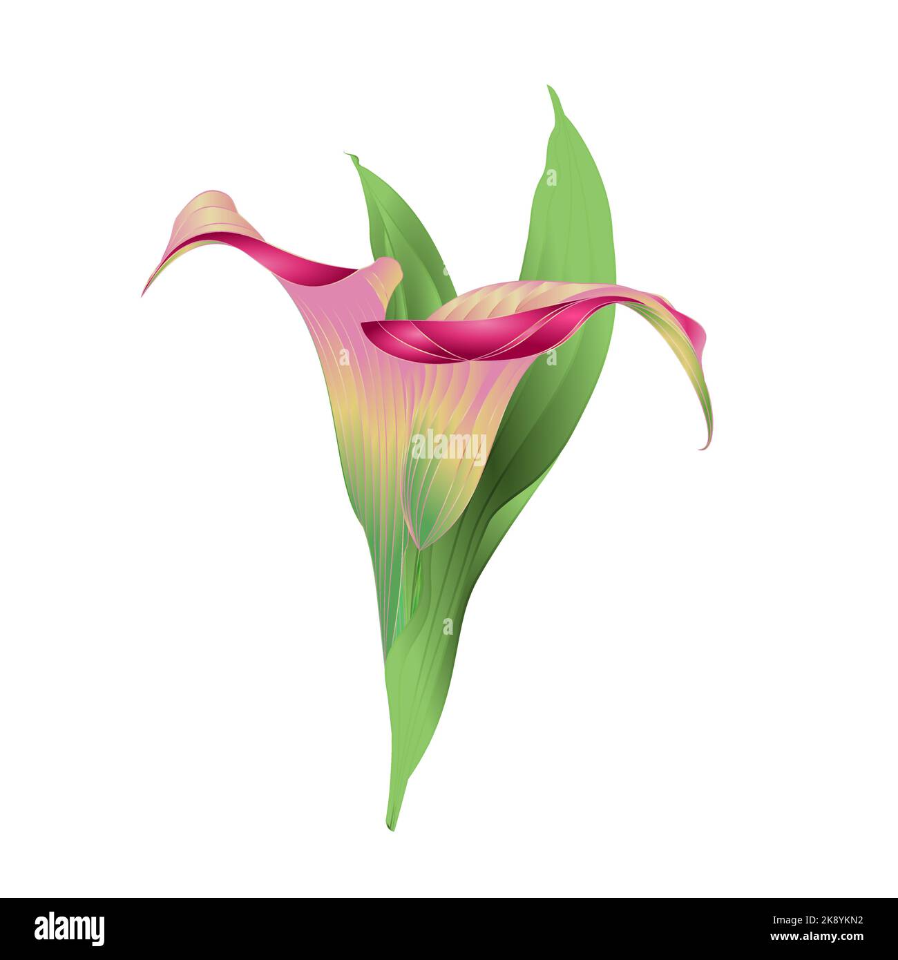 Calla Lily fleurs et feuilles roses herbacées plantes ornementales vivaces vintage vecteur illustration modifiable main dessiner Illustration de Vecteur