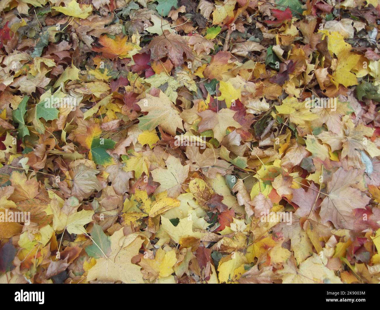 Feuilles d'automne colorées sur le sol. Arrière-plan de l'automne Banque D'Images