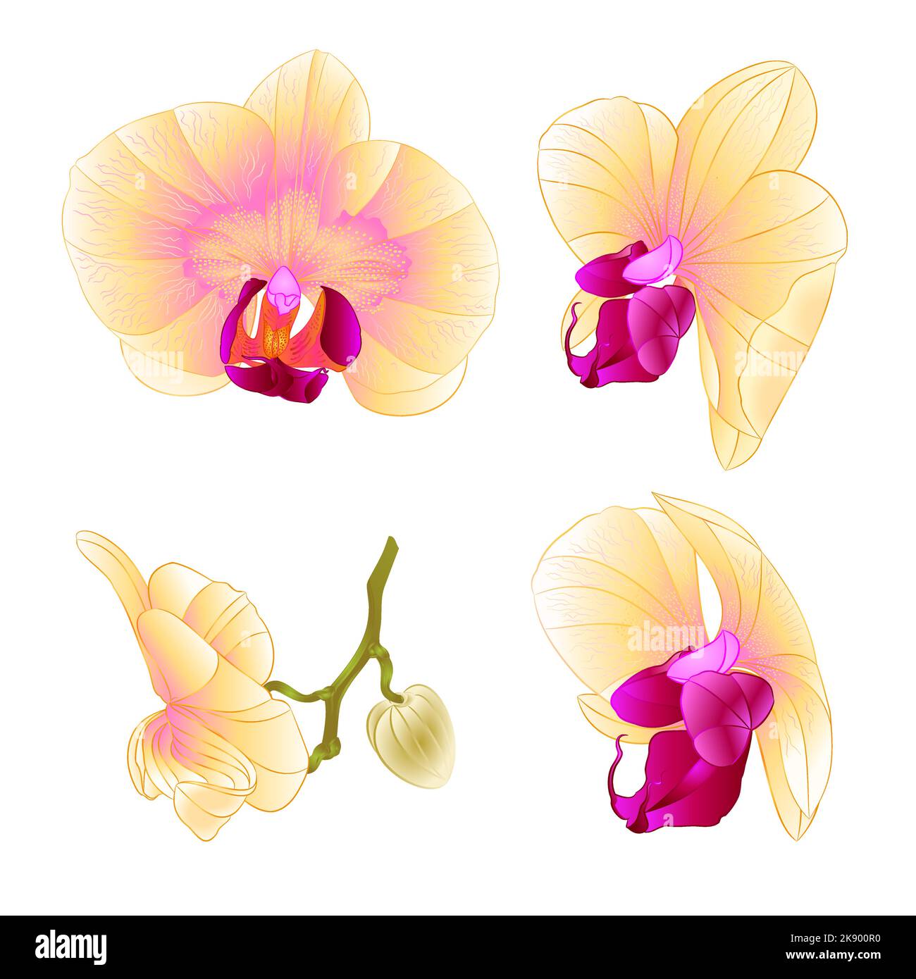 Orchid jaune Phalaenopsis belle fleur ensemble deuxième vecteur vintage illustration modifiable dessin à la main Illustration de Vecteur