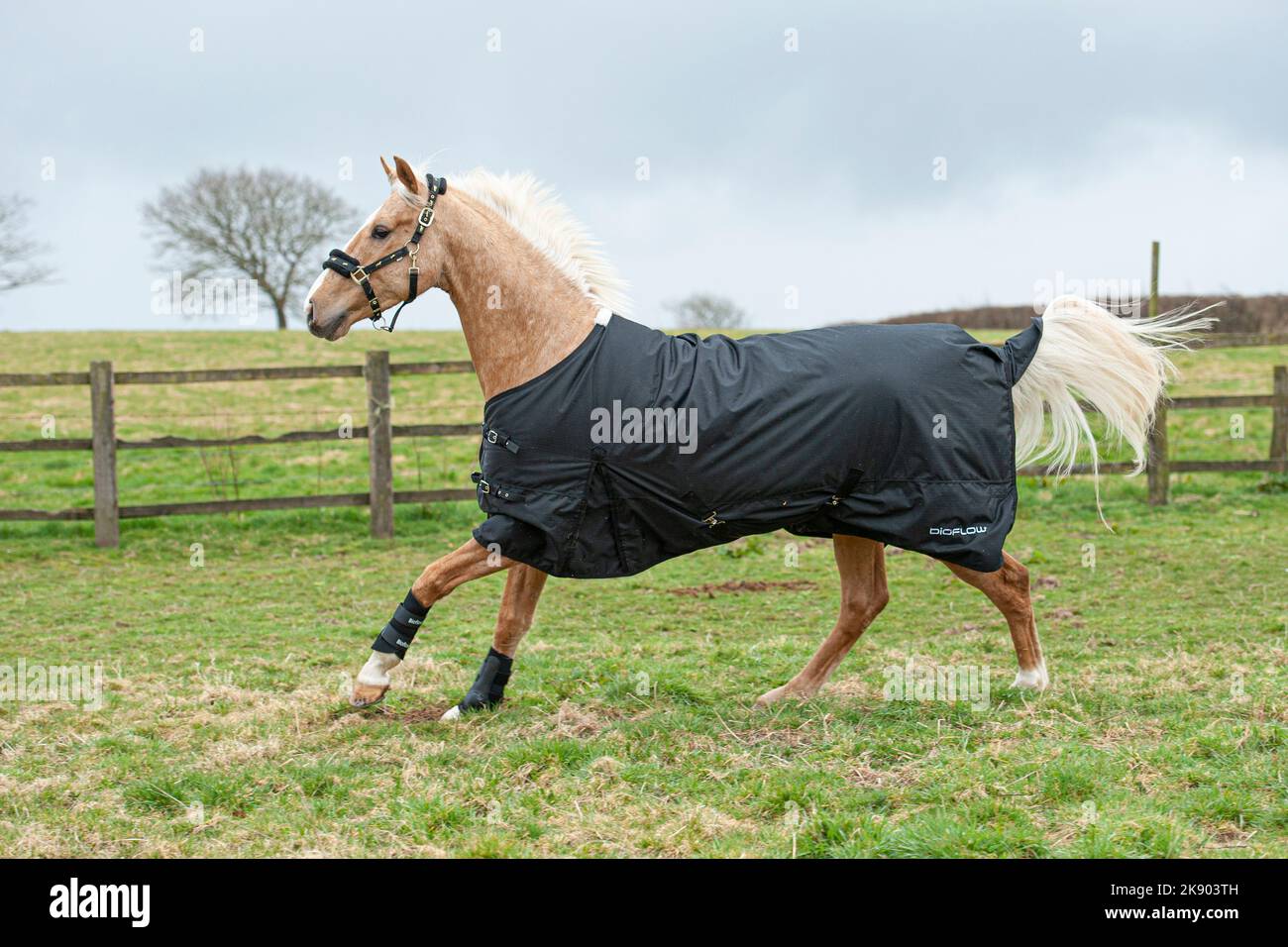 palomino cheval portant un tapis dans un champ Banque D'Images