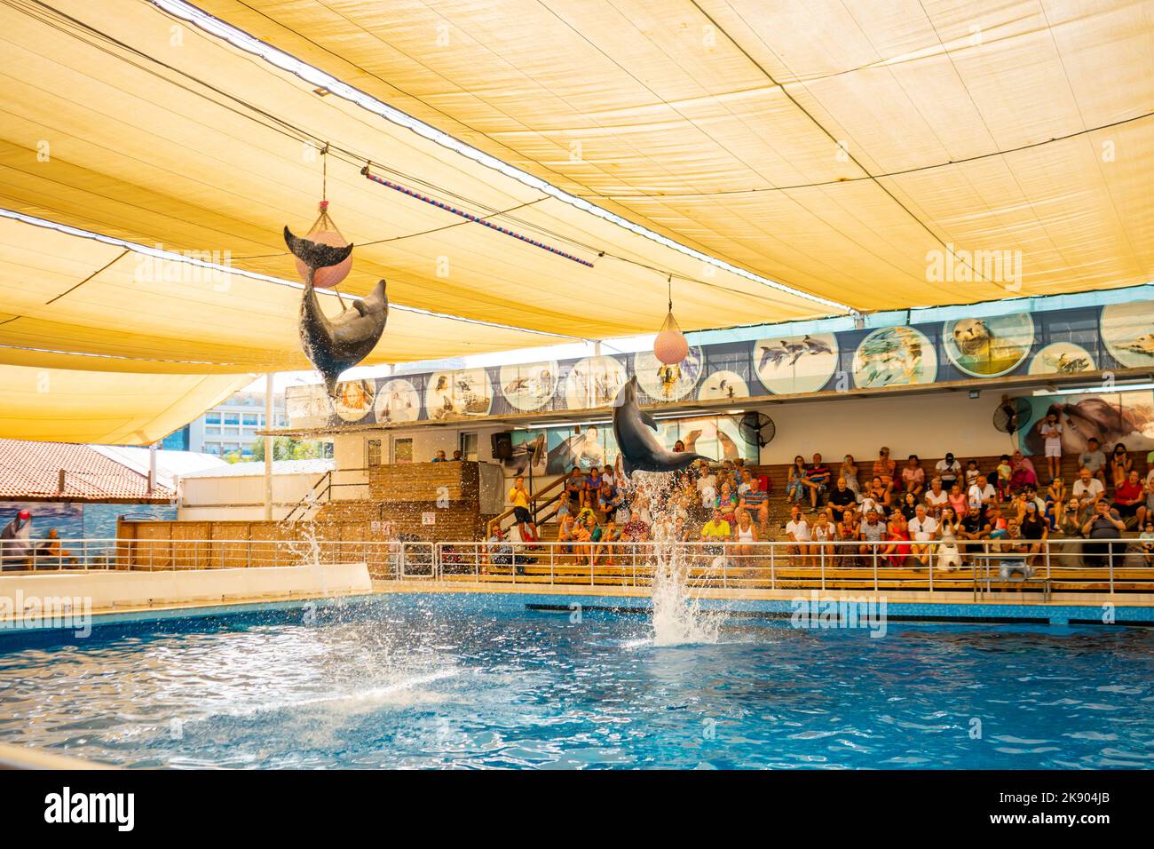 Antalya, Turquie - 28 septembre 2022: Spectacle avec les dauphins et la mer de leon dans le delphinarium d'Aksu à Antalya, Turquie Banque D'Images