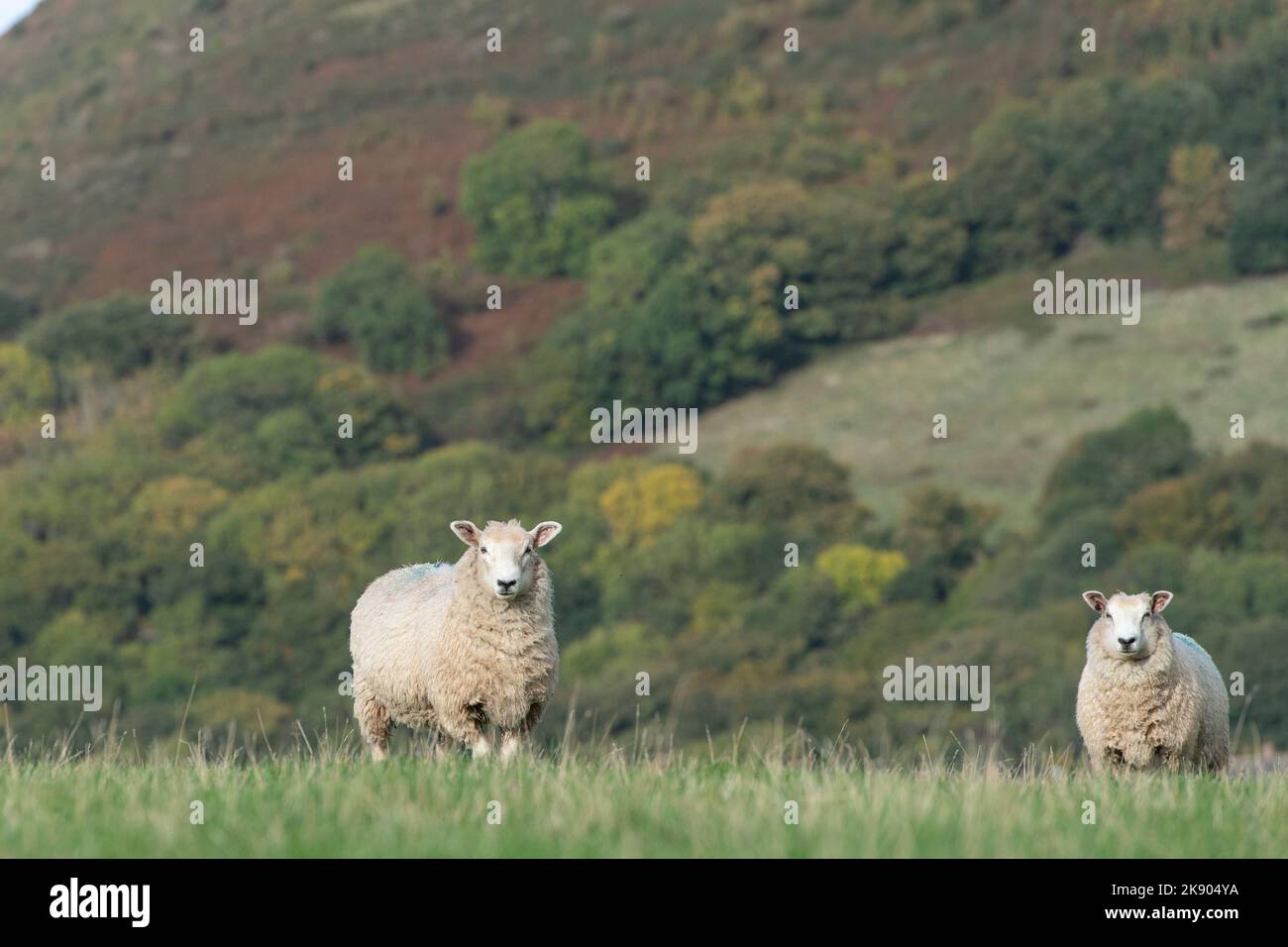 Deux moutons paître sur Exmoor Banque D'Images
