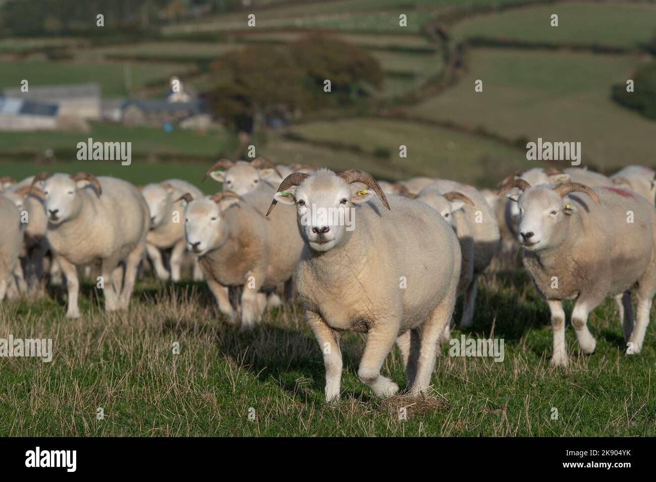 Troupeau de moutons à corne d'Exmoor Banque D'Images