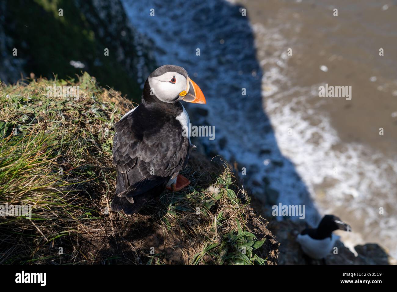 Puffin nichant sur la face de la falaise sur la côte sauvage du Royaume-Uni, vue en portrait de bas niveau montrant des plumes noires et blanches et un bec orange et noir et des pieds avec o Banque D'Images