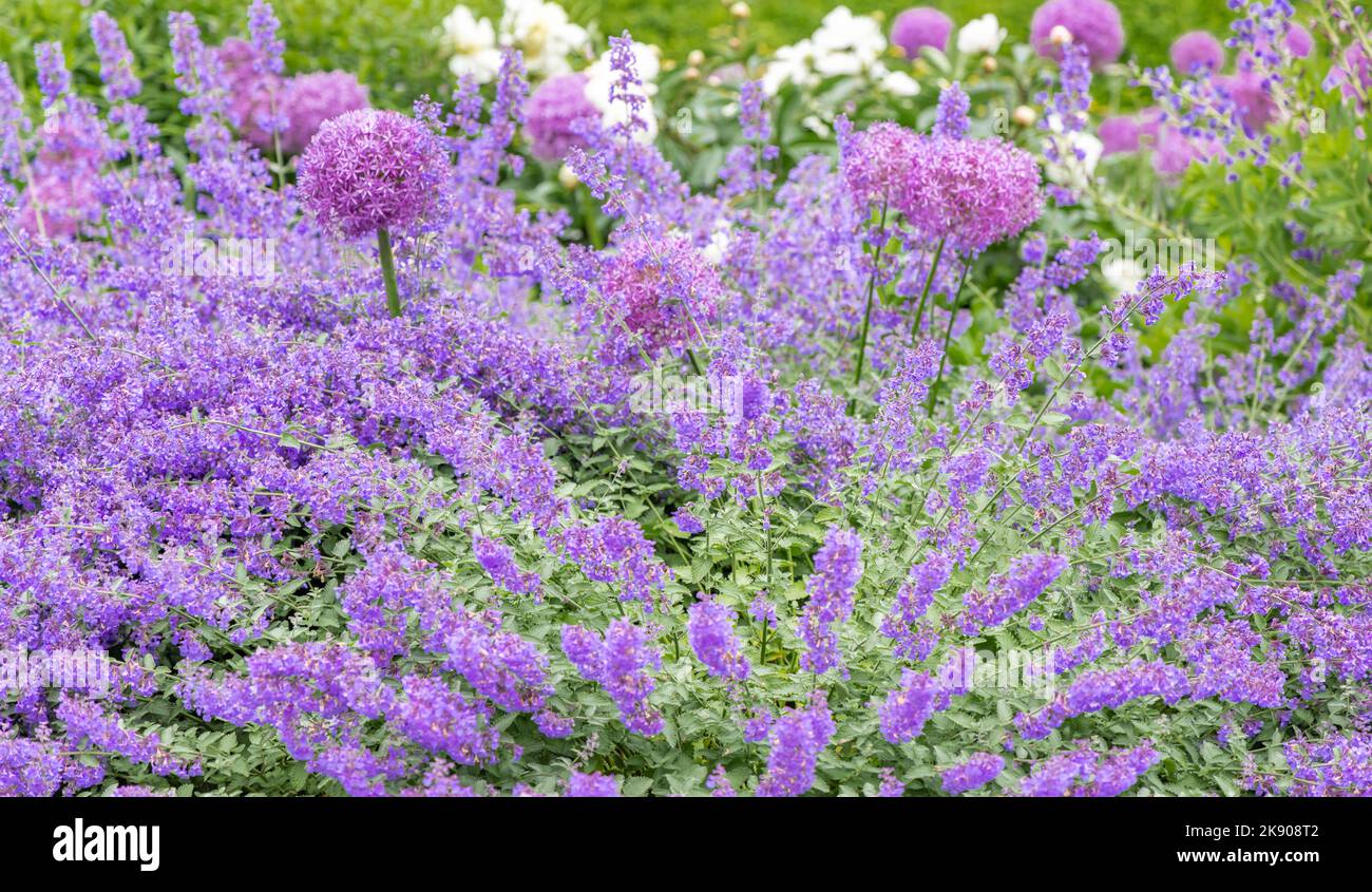 deux types différents de plantes à fleurs violettes en pleine floraison Banque D'Images