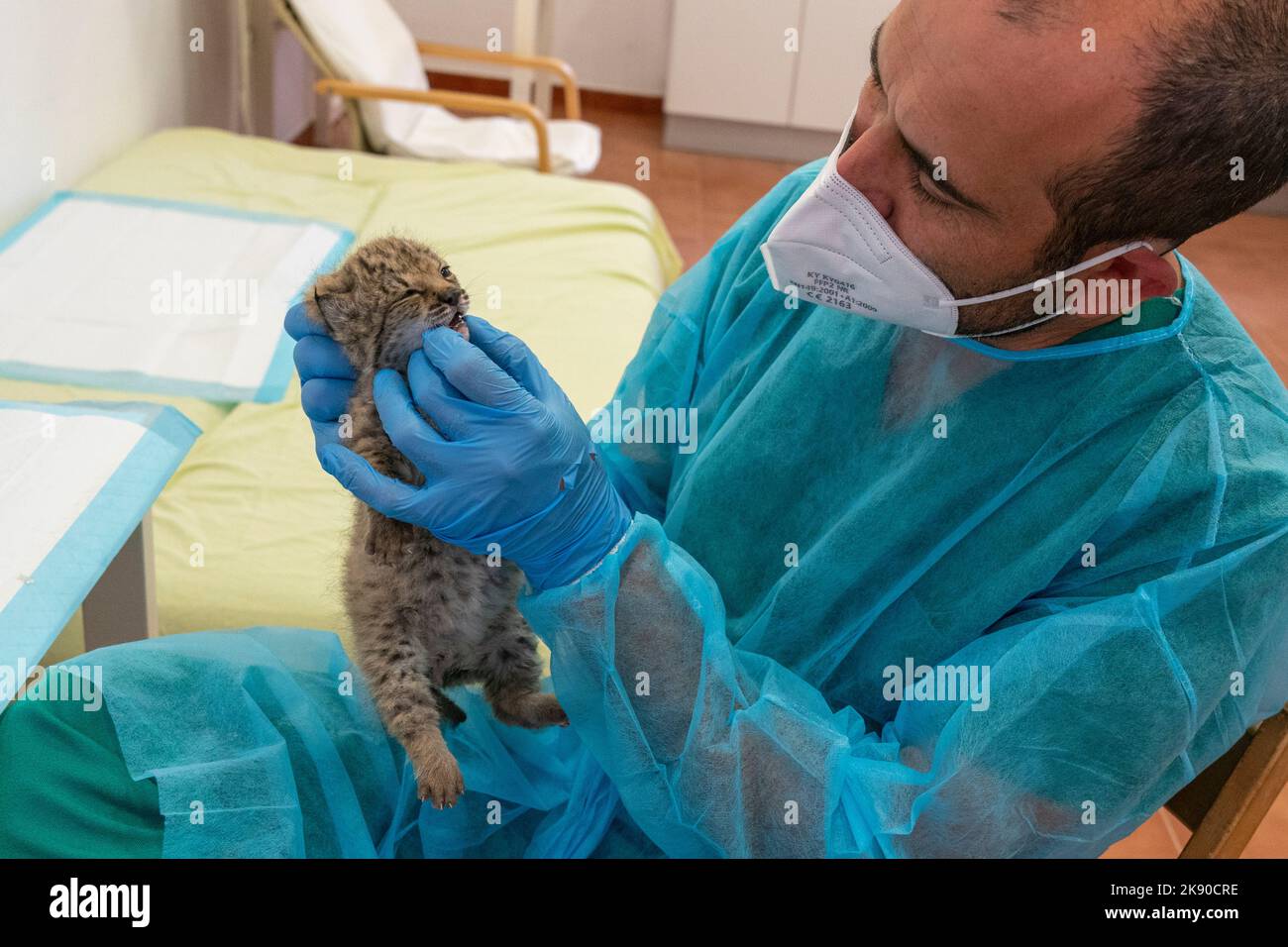 Antonio Rivas Salvador, coordinateur du centre de reproduction, vérifie la dentition d'un lynx ibérique (Lynx pardinus) de 25 jours dans l'incubateur roo Banque D'Images