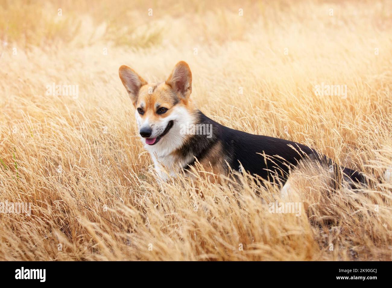 Happy Tricolor Pembroke gallois Corgi marche en grande herbe dorée. Le chien sourit Banque D'Images