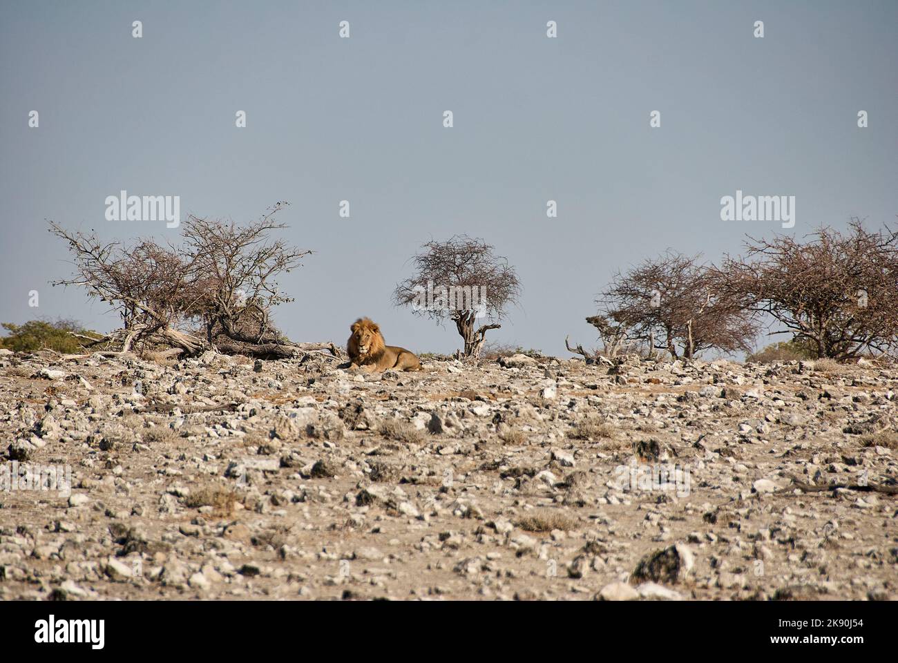 Lion fourré africain allongé sur une plaine de gravier aride dans le parc national d'Etosha Namibie Banque D'Images