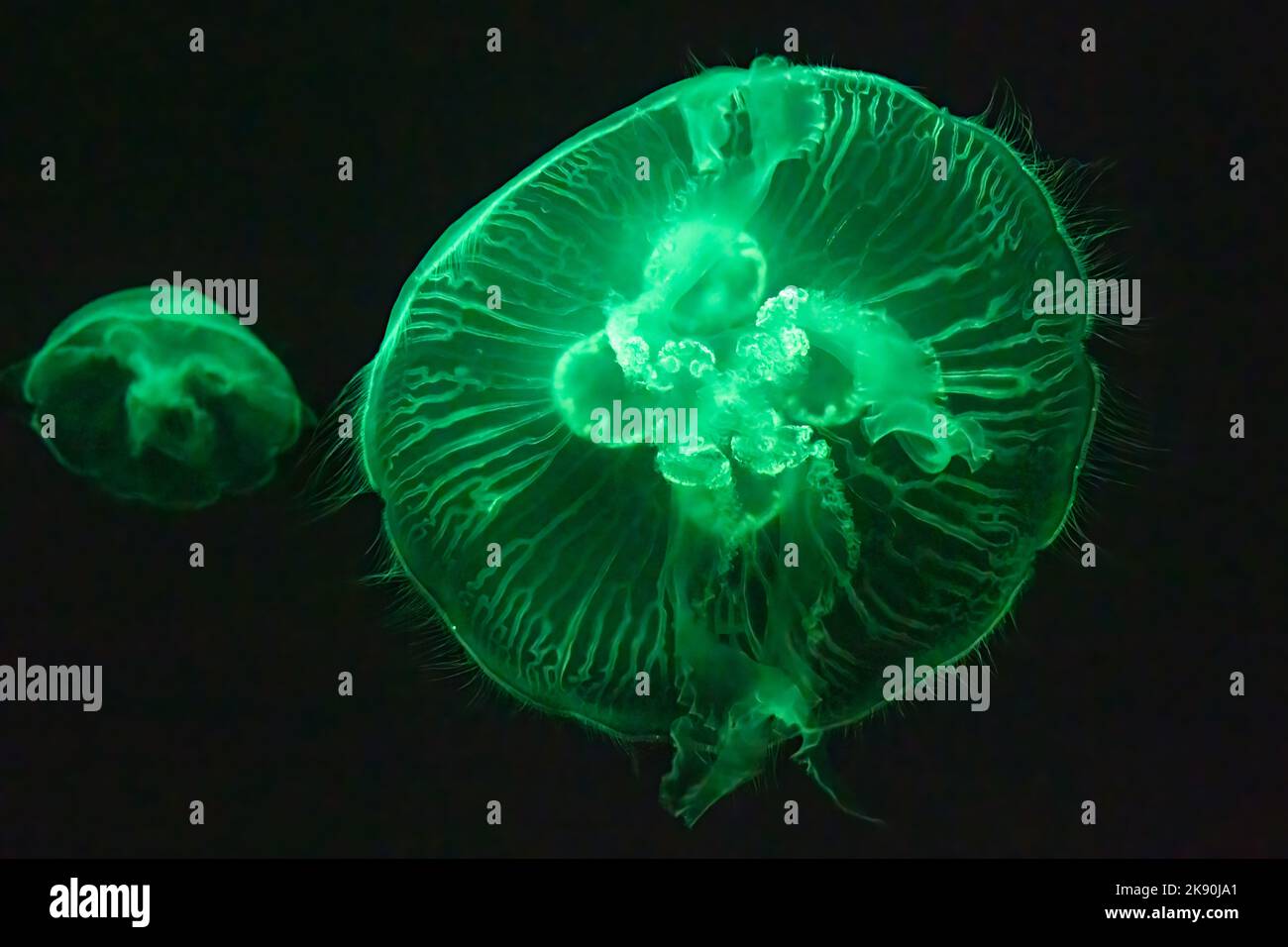 Gelées de lune translucides (Aurelia aurita) sous une lumière colorée à l'aquarium de Géorgie dans le centre-ville d'Atlanta, Géorgie. (ÉTATS-UNIS) Banque D'Images