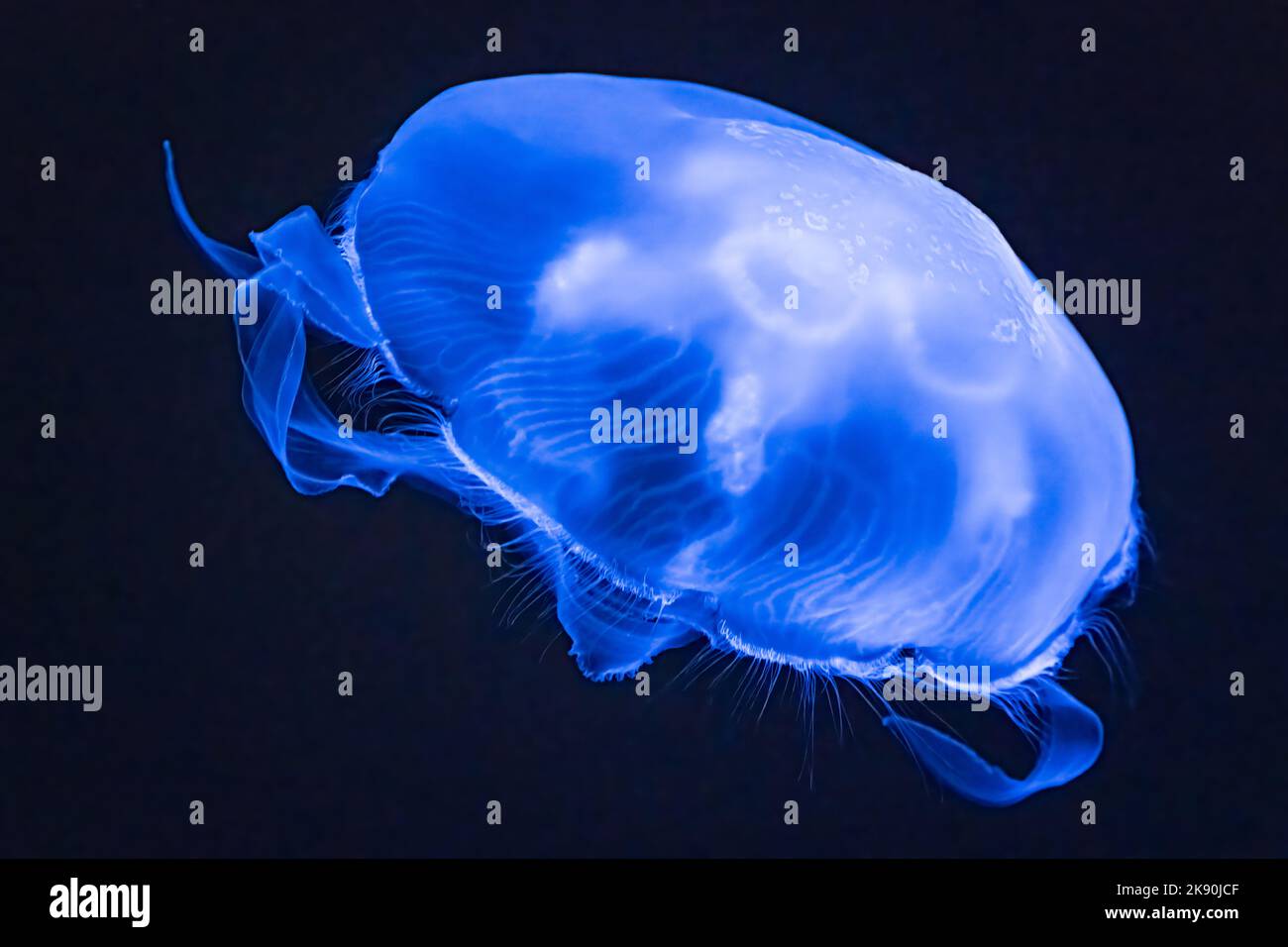 Gelée de lune translucide très éclairée (Aurelia aurita) à l'aquarium de Géorgie dans le centre-ville d'Atlanta, Géorgie. (ÉTATS-UNIS) Banque D'Images