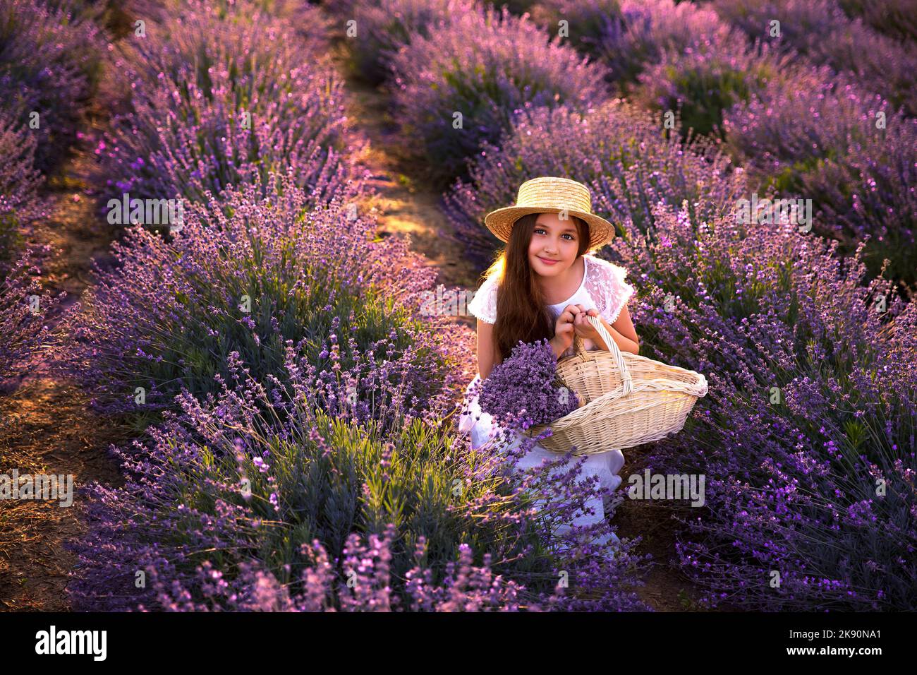 Une fille dans le champ de lavande au coucher du soleil avec un bouquet de lavande Banque D'Images