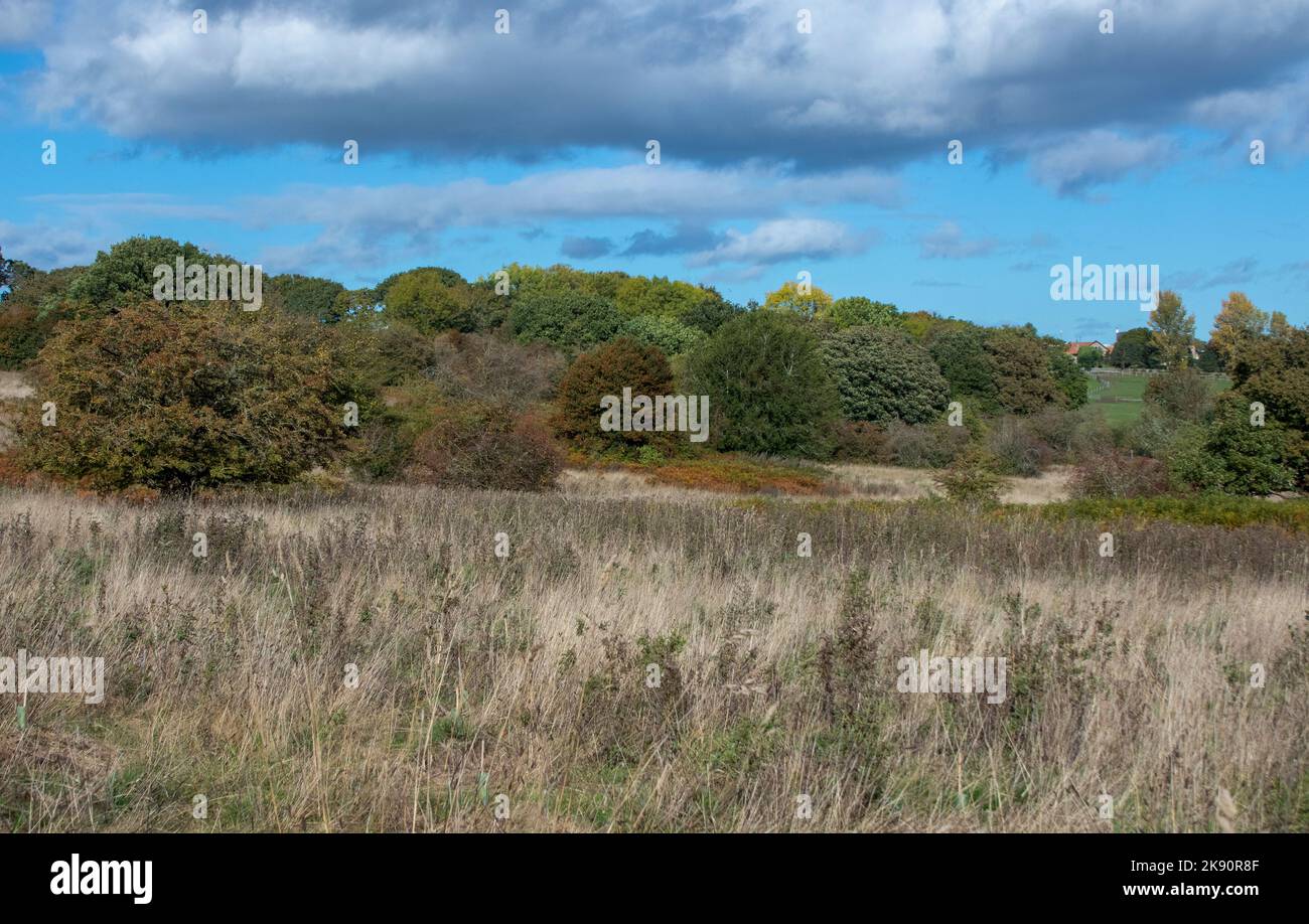 Bois de Frankland en automne Banque D'Images