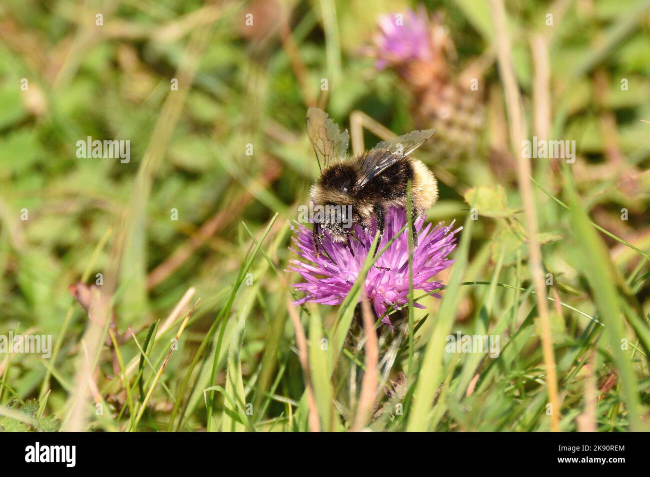 Gipsy Cuckoo abeille se nourrissant du pollen et du nectar d'une fleur sauvage. Hertfordshire, Angleterre, Royaume-Uni. Banque D'Images