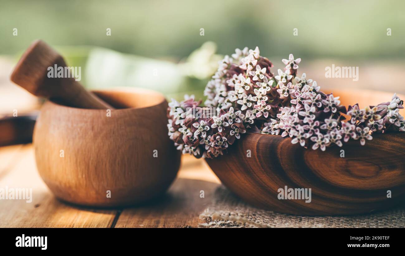 Asclepias, Asclepias syriaca, communément appelé lamitweed commun, fleur de papillon et silkweed de Virginie dans une plaque environnementale en bois sur la table. Cuisson Banque D'Images