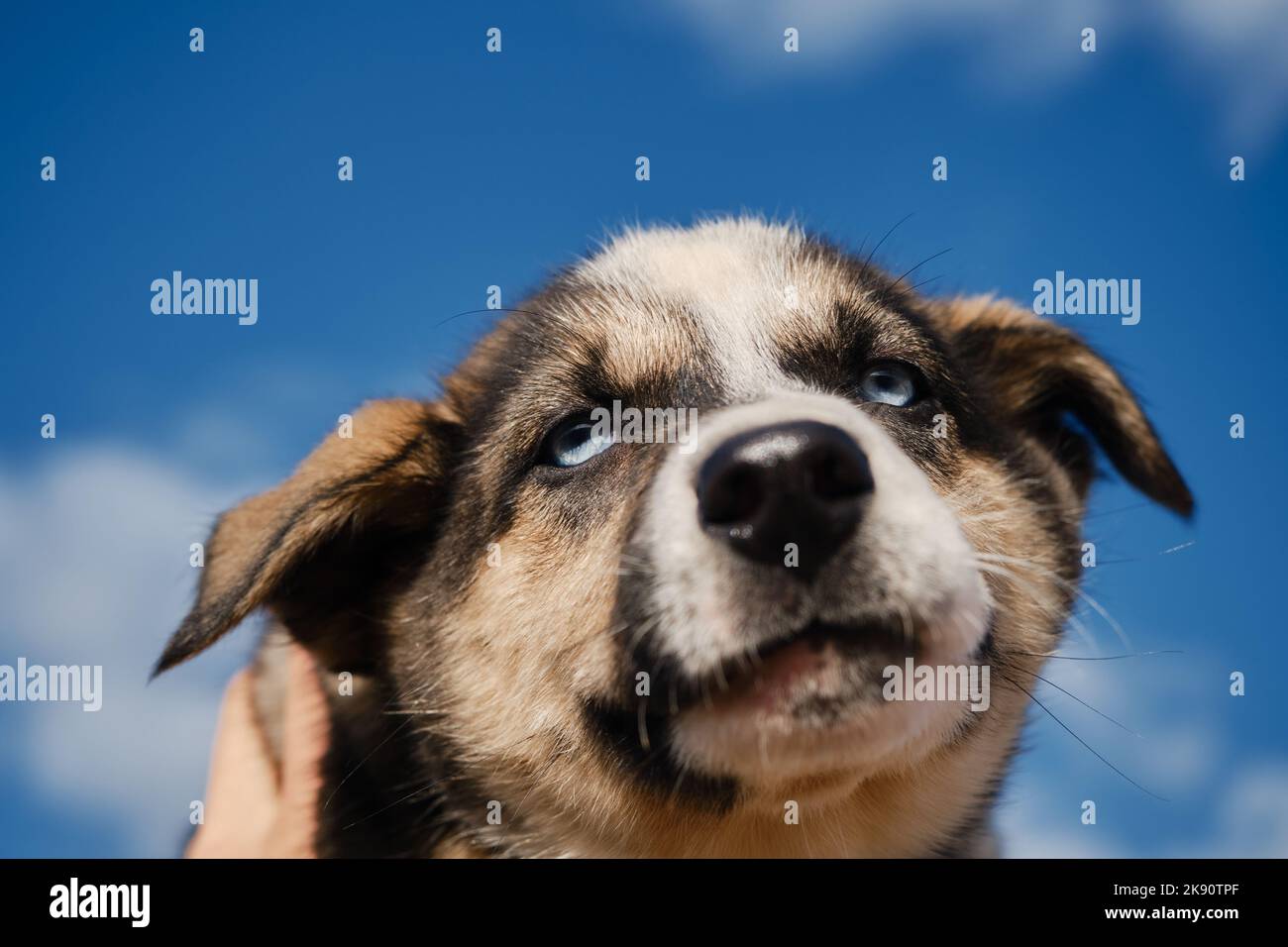 Concept d'adoption des animaux abandonnés. Tenez votre chiot Husky Alaska aux yeux bleus noir et blanc avec vos mains contre un ciel bleu clair avec des nuages. Très bien Banque D'Images