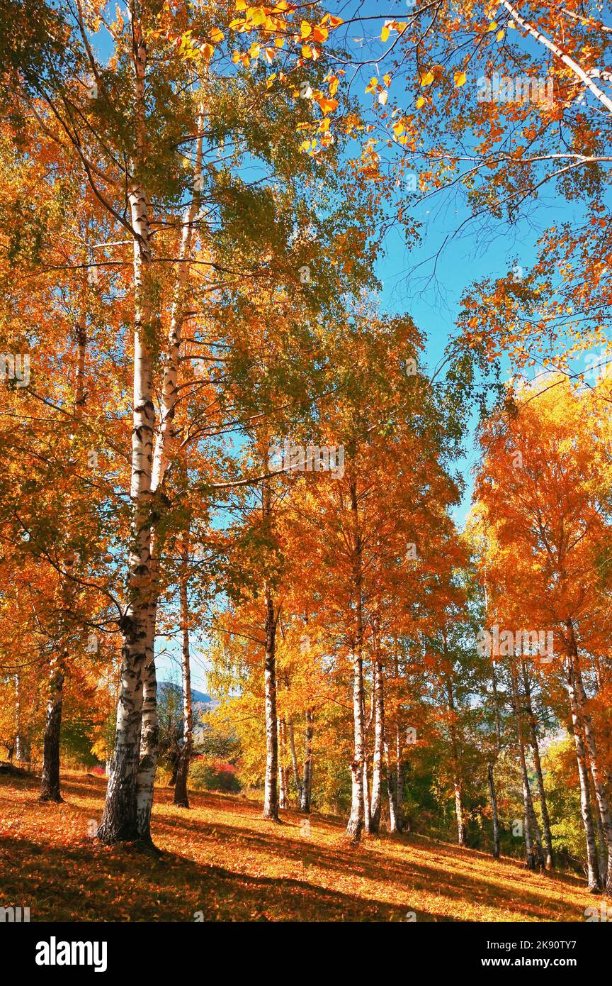 Arbres d'automne en octobre Forêt en Roumanie Banque D'Images