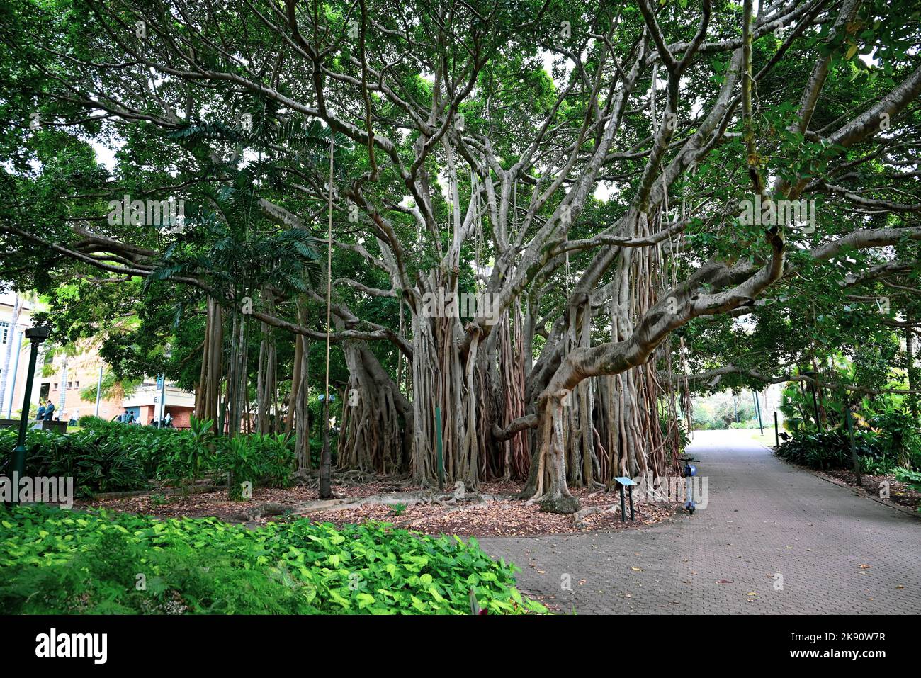 City Botanic Gardens, Banyan Fig Tree, Brisbane, Queensland, Australie Banque D'Images