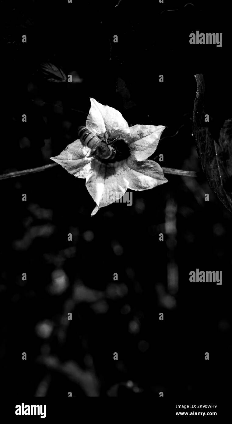 Un cliché vertical et monochrome de l'abeille sur une fleur blanche Banque D'Images