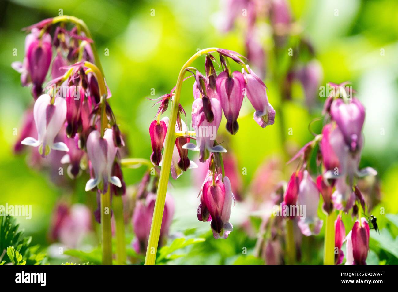 Cœur saignant, Dicentra formosa, fleur, printemps, rose, Floraison, plante Banque D'Images