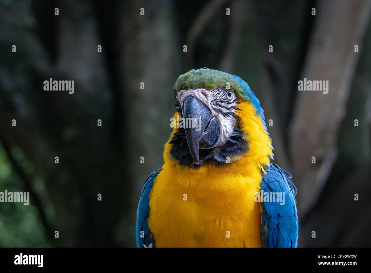 la macaw bleu et jaune, espèce monogamique de perroquet Banque D'Images
