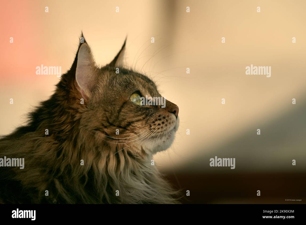 Gros plan d'un chat en regardant vers le haut sur un arrière-plan flou Banque D'Images